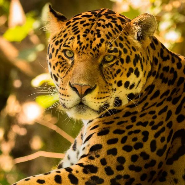 Tours en Manu  desde Argentina