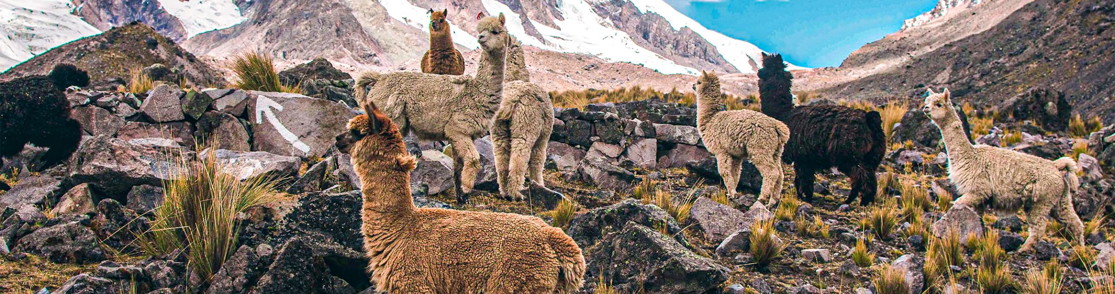 Machu Picchu 4D3N Viajero (Cultural Aventura Tendencia)  desde Argentina